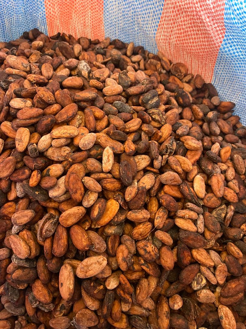 Fèves de cacao séchées pour exportation